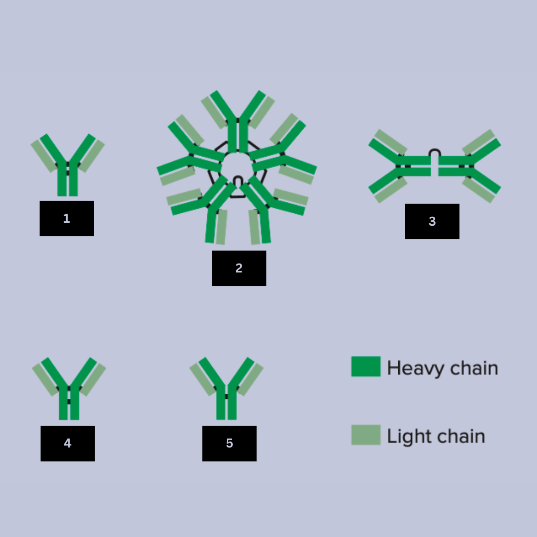 <ol><li><p>Antibody name (Look at the black lines to differentiate)</p></li></ol><p></p>