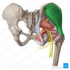 <p>Name of Muscle? Origin and insertion?</p>