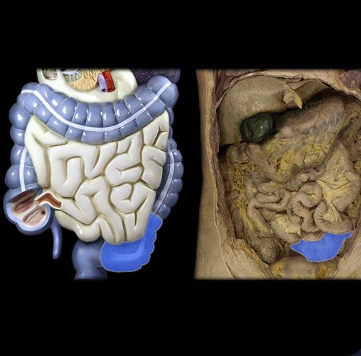 knowt flashcard image