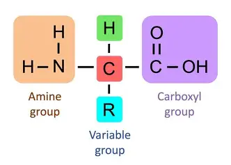 <p>H, Amino group H2N, carboxyl group, R group</p>