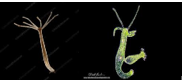 <p><span>&nbsp;Parent Hydra forms a bud → Bud develops tentacles and mouth → Detaches and becomes independent.</span></p><p><span>example: Hydra viridissima (green hydra)  and Hydra oligactis (brown hydra) </span></p>