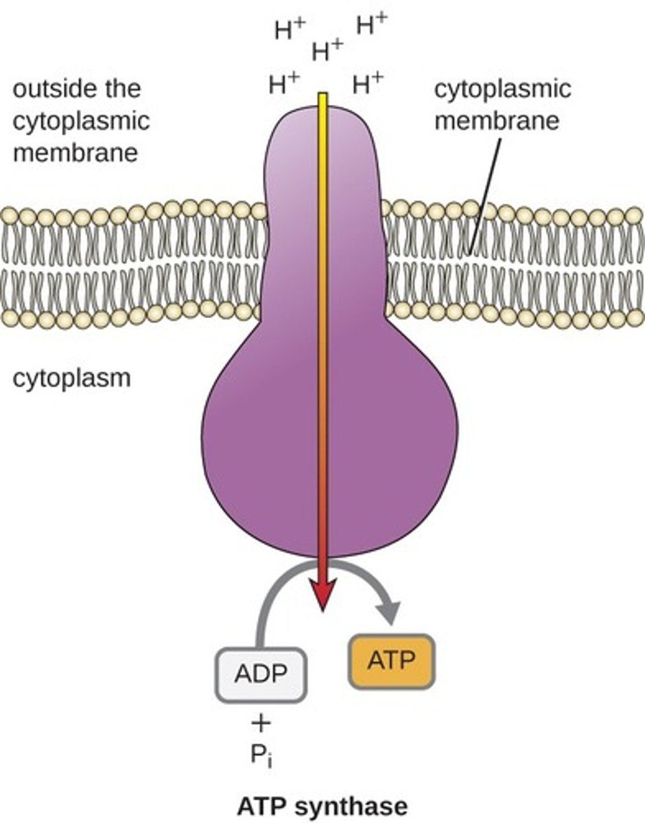 <p>(C) ATP Synthase</p><p>The H+ will then build up in the intermembrane space before travelling back to the matrix through ATP Synthase.</p><p>Struggling to memorize the metabolic pathways (such as glycolysis and beta-oxidation)? Learn them like the back of your hand using Andrew's Metabolic Pathways Mastery Course @ https://mcatselfprep.com/course/andrews-metabolic-pathways-mastery-course/</p>