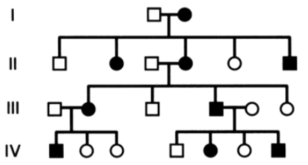 <p><span>Based on the pedigree shown above, what is the relationship between II-4 and IV-1?</span></p><p><span>A. Sister and brother</span></p><p><span>B. Aunt and nephew</span></p><p><span>C. Grandmother and grandson</span></p><p><span>D. Mother and son</span></p>