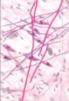 <p>what tissue is this </p>