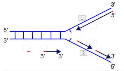 <p><span>Which stand is the leading strand?</span></p>