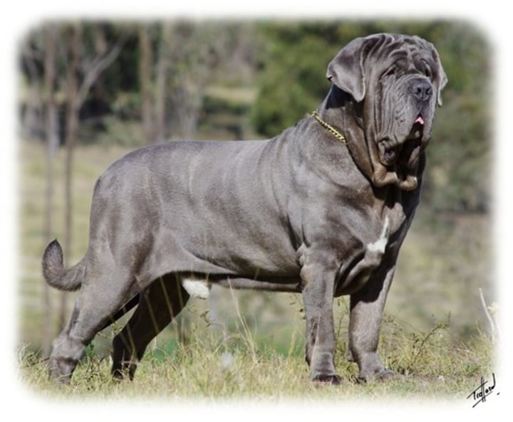 <p>- Working group<br>- Giant (150 lbs)<br>- Bred for dogfighting<br>- Black, lead, gray, tiger, or fawn<br>- Very loose skin</p>