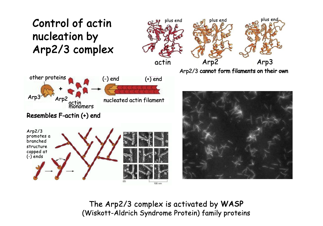 <ul><li><p>Associated with WASP (Wiskott-Aldrich Syndrome Protein)</p><ul><li><p>family proteins</p></li><li><p><strong>Nucleation-promoting factors</strong></p></li><li><p>name→ genetic sex linked disorder</p><ul><li><p>migration of actin function and tendency to malignancies</p></li></ul></li></ul></li></ul><p>How it works</p><ol><li><p>Signals</p></li><li><p>WASP released from an auto inhibitory conformation</p></li><li><p>Open conformation permits binding and activation to Arp2/3</p></li></ol><p></p>