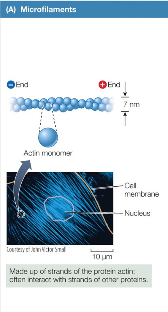 <p>Microfilaments</p>