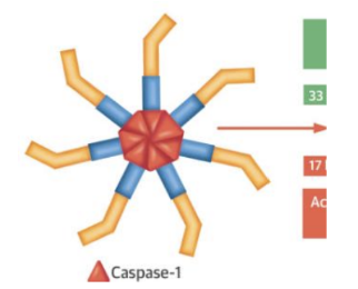 <p><strong>IL-1β </strong>is a cytokine that is produced as a precursor and has to be cleaved by inflammasomes to be released.</p><img src="https://knowt-user-attachments.s3.amazonaws.com/a568e15f-f760-49ed-a2ca-07838a78f871.png" data-width="75%" data-align="center"><p></p>