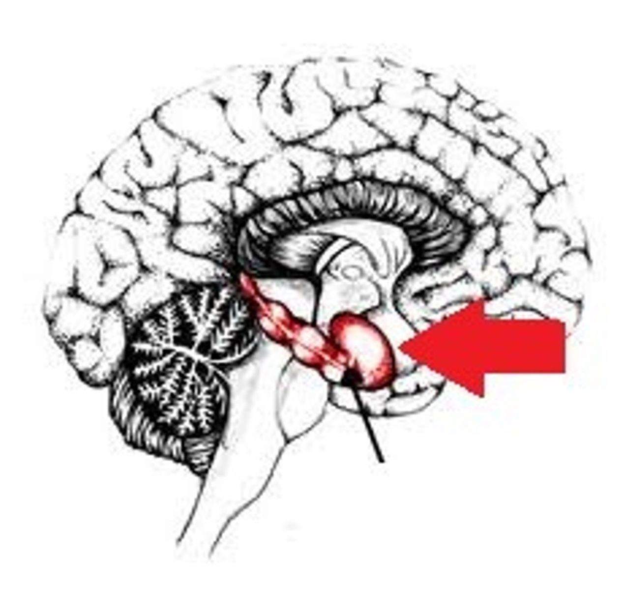 <p>structure in the limbic system important in processing memories</p>