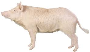 <p>What breed?</p>