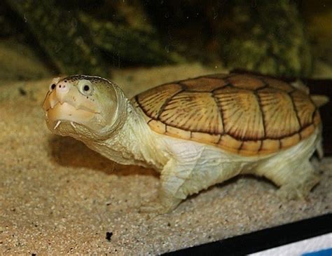 <p>Narrow-bridged musk turtle</p>