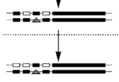 <p>copies of alleles diverge functionally because one of them acquires a new function domain</p><ul><li><p>made possible because the top gene is covering original function</p></li><li><p>additional mutation is in regulatory element</p></li></ul>