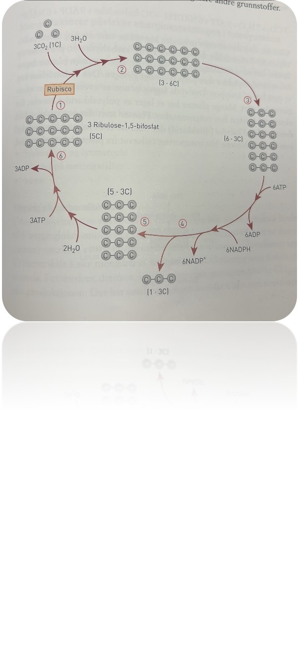 <p>Spalteåpninger i underhuden i bladene kan åpnes og slippe inn karbondioksid. Se figuren på side 170 som viser et snitt av et grønt blad. Dette karbondioksidet går inn i en lysuavhengig syklisk reaksjon der karbondioksid og vann blir tatt opp gjennom flere runder slik at sluttproduktet blir glukose. Syklusen har navn etter én eller to av dem som i 1950-årene beskrev detaljene i det som skjedde: Calvin-syklusen eller Calvin-Benson-syklusen. Den fungerer som en «sukkerfabrikk».<br><br>Det første enzymet som deltar, er rubisco, det vil si <em>ribulose-bifosfat-karboksylase</em>. Rubisco består av 16 polypeptidkjeder som er kveilet sammen til et protein. De har metallionet magnesium som kofaktor. Rubisco fikserer tre molekyler karbondioksid per sekund. Det er ekstremt lavt sammenliknet med reaksjonsfarten i de fleste andre enzymkatalyserte reaksjoner. Plantene trenger store mengder av dette enzymet for å sikre tilstrekkelig med karbon. Bladene inneholder derfor store mengder rubisco: 50 prosent av proteininnholdet er rubisco. Rubisco er antakelig det enzymet som samlet sett finnes i størst mengde i levende celler. Noen forskere kaller rubisco for «verdens viktigste enzym».<br><br>Figuren nedenfor viser den lysuavhengige Calvin-syklusen. Legg merke til at vi på figuren <em>bare</em> tegner karbonatomene (grå kuler), selv om molekylene også inneholder hydrogen, oksygen og flere andre grunnstoffer.</p><p class="MsoNormal">De ulike stegene:</p><p class="MsoListParagraphCxSpFirst"><span><span>1.</span></span><span style="font-family: "Times New Roman"; line-height: normal; font-size: 7pt;"><span>&nbsp;&nbsp;&nbsp;&nbsp;&nbsp; </span></span>Tre molekyler ribulose 1,5 bifosfat binder seg til hvert karbondioskidmolekyl og vann. Rubisco er katalysator.</p><p class="MsoListParagraphCxSpMiddle"><span><span>2.</span></span><span style="font-family: "Times New Roman"; line-height: normal; font-size: 7pt;"><span>&nbsp;&nbsp;&nbsp;&nbsp;&nbsp; </span></span>Det blir dannet tre molekyler av en ustabil sekskarbonforbindelse</p><p class="MsoListParagraphCxSpMiddle"><span><span>3.</span></span><span style="font-family: "Times New Roman"; line-height: normal; font-size: 7pt;"><span>&nbsp;&nbsp;&nbsp;&nbsp;&nbsp; </span></span>sekskarbonforbindelsen spaltet i seks molekyler med tre karboner i hver</p><p class="MsoListParagraphCxSpMiddle"><span><span>4.</span></span><span style="font-family: "Times New Roman"; line-height: normal; font-size: 7pt;"><span>&nbsp;&nbsp;&nbsp;&nbsp;&nbsp; </span></span>Trelarbonforbindelseme blir bygd om til andre trekarbonforbindelser, og energien fra ATP og NADPH<span><span>&nbsp; </span></span>blir brukt til å flytte på atomer. En av de skes trekarbonforbindelsene går ut av syklusen, og de fem andre fortsetter</p><p class="MsoListParagraphCxSpMiddle"><span><span>5.</span></span><span style="font-family: "Times New Roman"; line-height: normal; font-size: 7pt;"><span>&nbsp;&nbsp;&nbsp;&nbsp;&nbsp; </span></span>De fem trekjarbonforbidnelsene blir bygd gjennom flere delreaksjoner der vann og ATP blir brukt.</p><p class="MsoListParagraphCxSpLast"><span><span>6.</span></span><span style="font-family: "Times New Roman"; line-height: normal; font-size: 7pt;"><span>&nbsp;&nbsp;&nbsp;&nbsp;&nbsp; </span></span>De fem trekarbonforbindelsene blir omdannet til tre molekyler med rbulose 1,5 bifosfat.</p><p class="MsoNormal">&nbsp;</p><p class="MsoNormal">Starten på Calvin-syklusen er at tre molekyler ribulose-1,5-bifosfat (femkarbon, 5C) binder seg til hvert sitt karbondioksidmolekyl (1C) og vannmolekyl, med enzymet rubisco som katalysator. Hvert av de tre molekylene ribulose-1,5-bifosfat har fem karbonatomer, og hvert av molekylene kopler seg sammen med et karbonatom som kommer fra karbondioksid. Da blir det dannet tre molekyler av en sekskarbonforbindelse (6C). Sekskarbonforbindelsen er ustabil, og de tre molekylene blir raskt spaltet i seks molekyler med tre karbon (3C) i hver. Disse første reaksjonene blir raskt fulgt av flere der trekarbonforbindelsene blir bygd om til andre trekarbonforbindelser, og energien fra 6 ATP og 6 NADPH blir brukt i disse reaksjonene. Da blir ATP spaltet til ADP og P, mens hvert NADPH blir spaltet til blant annet NADP⁺. Én av de seks trekarbonforbindelsene går ut av syklusen. Resten – fem trekarbonforbindelser – fortsetter i syklusen og blir omdannet gjennom flere delreaksjoner der to molekyler vann og tre molekyler ATP blir brukt. Til slutt blir de fem trekarbonforbindelsene omdannet til tre molekyler ribulose-1,5-bifosfat (5C), og syklusen gjentar seg. Den ene trekarbonforbindelsen som forlot syklusen, kan binde seg til enda en trekarbonforbindelse når syklusen har gått en runde til, og da får vi dannet glukose, som er en sekskarbonforbindelse, C₆H₁₂O₆.<br><br>Forenklet kan vi si at resultatet av en runde av den lysuavhengige reaksjonen som vi kaller Calvin-syklusen, er<br><br>3 CO₂ + 5 H₂O + 9 ATP + 6 NADPH → 3C-forbindelse + 9 ADP + 6 NADP⁺<br><br>Glukose, som dannes etter to runder, kan videre være med og danne andre organiske forbindelser, blant annet andre karbohydrater, proteiner og lipider, det vil si fettaktige stoffer. Bakterier, alger og noen planter lagrer fotosynteseprodukter som polysakkaridet glykogen. Den forbindelsen kan vi også lagre i kroppen. Det vil da lagres, når det er mye av overskuddet av energiinntaket vårt. Mange planter har et lager av polysakkaridet stivelse, for eksempel i roten hos rotgrønnsaker. Planter som danner frukter, kan dessuten lagre sukrose (disakkarid) der. Sukrose er et relativt lite molekyl som hos karplantene blir transportert i silvevet fra plantedel til plantedel, og som også kan brukes av plantecellene i celleåndingen når de trenger energi. Sukrose fungerer som en energikilde som lett kan flytte sfra ett stedtil et annet. Hos mennesker fungerer glukose på samme måte. Den blir transportert viua blodårene til kropsceller som trenger energi.</p>