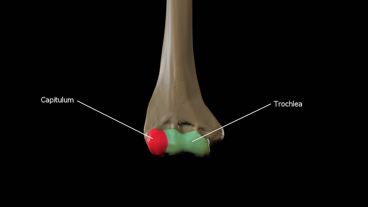 <p>small, round, articular head (lateral bottom part of humerus) </p>