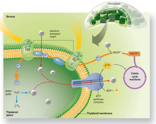 The electron transport chain.