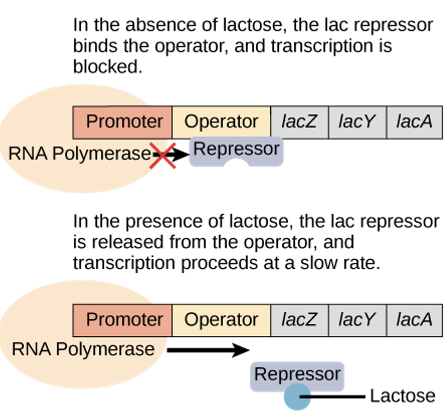 <p><u>proteins that </u><mark data-color="yellow" style="background-color: yellow; color: inherit"><u>activate/repress transcription</u></mark><u>:</u></p><ul><li><p>activation/repression depends on the local environment &amp; cell needs</p></li></ul><p></p>