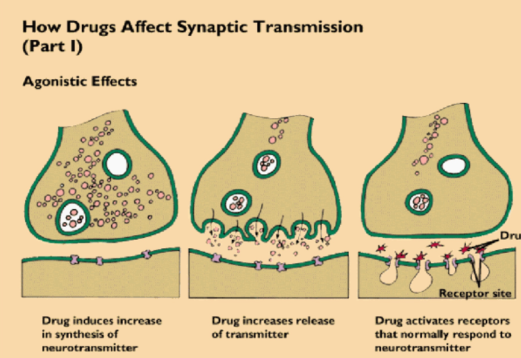 <p>Type of drug; enhances neurotransmitter function; increases neurotransmitter synthesis/release; mimics; blocks reuptake</p><p>Ex.: L-dopa releases dopamine (used to treat Parkinson’s); LSD mimics serotonin, causing abnormal brain cell activities, leading to hallucinations, perpeption distortion, etc.; black widow venom increases Ach release, causing violent muscle contractions</p>