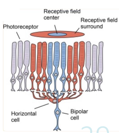 <p><span>Literally creates the center surround receptive</span><span style="color: transparent"> fields</span></p>