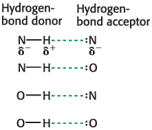 <p>The lone pair of electrons that is on the atom less tightly linked to the hydrogen atom </p>