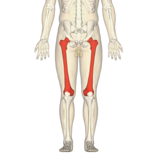 <p>What bone is this?</p>