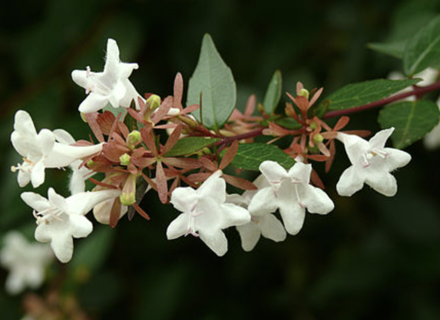 Glossy Abelia
