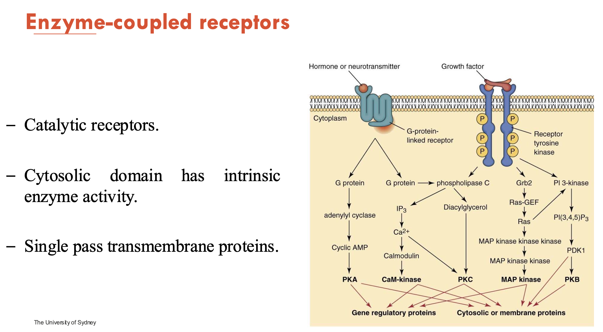 <ul><li><p>catalytic </p></li><li><p>cytosolic domain has intrinsic enzyme activity</p></li><li><p>single-pass transmembrane proteins</p></li><li><p>most common example: <em>receptor tyrosine kinase</em></p></li></ul><p></p>