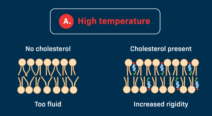 <ul><li><p>Phospholipids move quickly and membrane may become too fluid</p></li><li><p>Cholesterol helps to restrain the movement of the lipid molecules in a membrane thus reducing the fluidity of the molecules</p></li></ul><p></p>