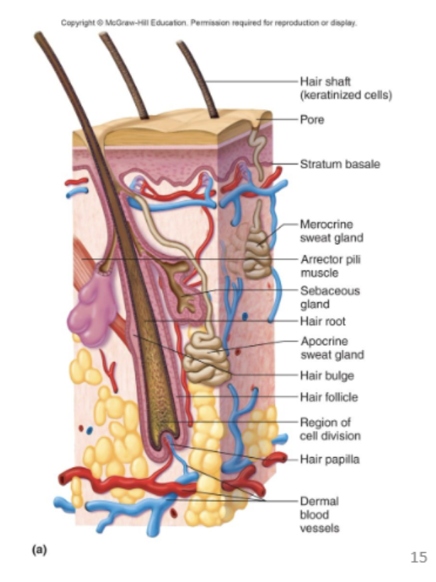 <p>shaft (above skin), arrector pili muscle, hair root, hair bulge, hair follicle, papillae</p>