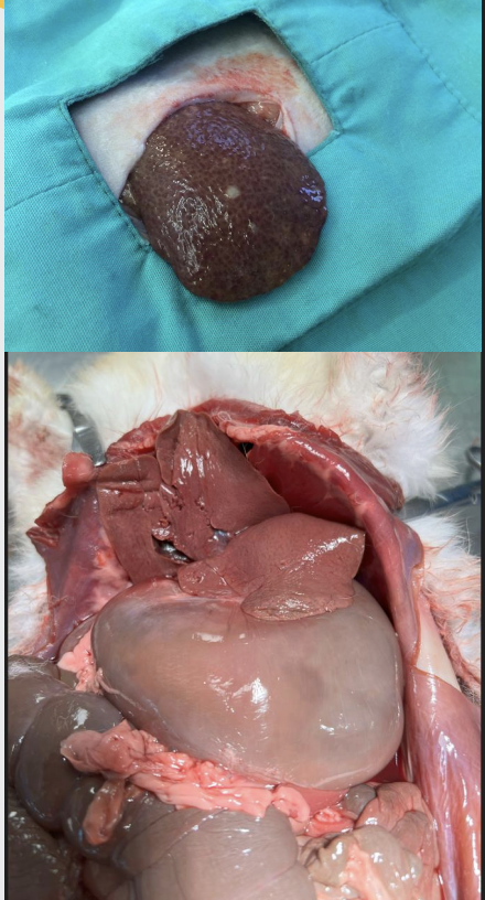 <p>The liver has five lobes with a deep cleft dividing it into right and left lobes</p><p></p><p>Caudate lobe has a narrow attachment to the porta region of the liver and could be a site of liver torsion</p><p></p><p>Gallbladder present</p><p></p><p>Liver biopsy-Ultrasound-guided biopsy can be taken ventrally from</p><p>any lobe</p>