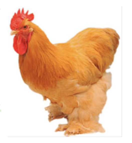 <ul><li><p>ancient china </p></li><li><p>“shanghai” </p></li><li><p>peaceful and calm, but are prone to broodiness </p></li><li><p>about 160 large brown eggs per year </p></li></ul><p></p><p></p>