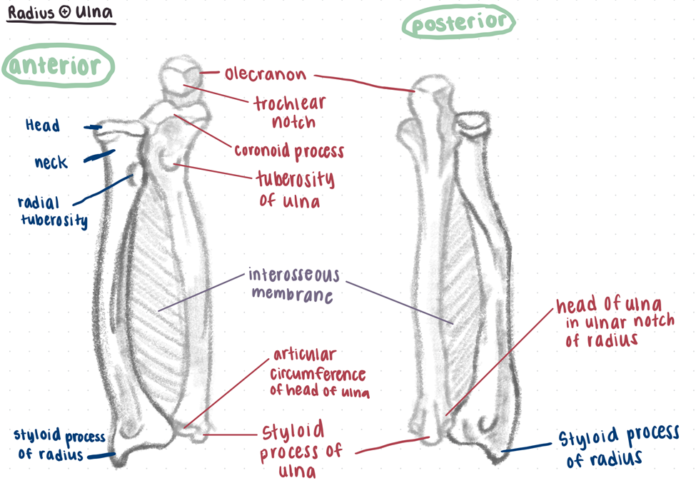 anterior and posterior views of radius and ulna