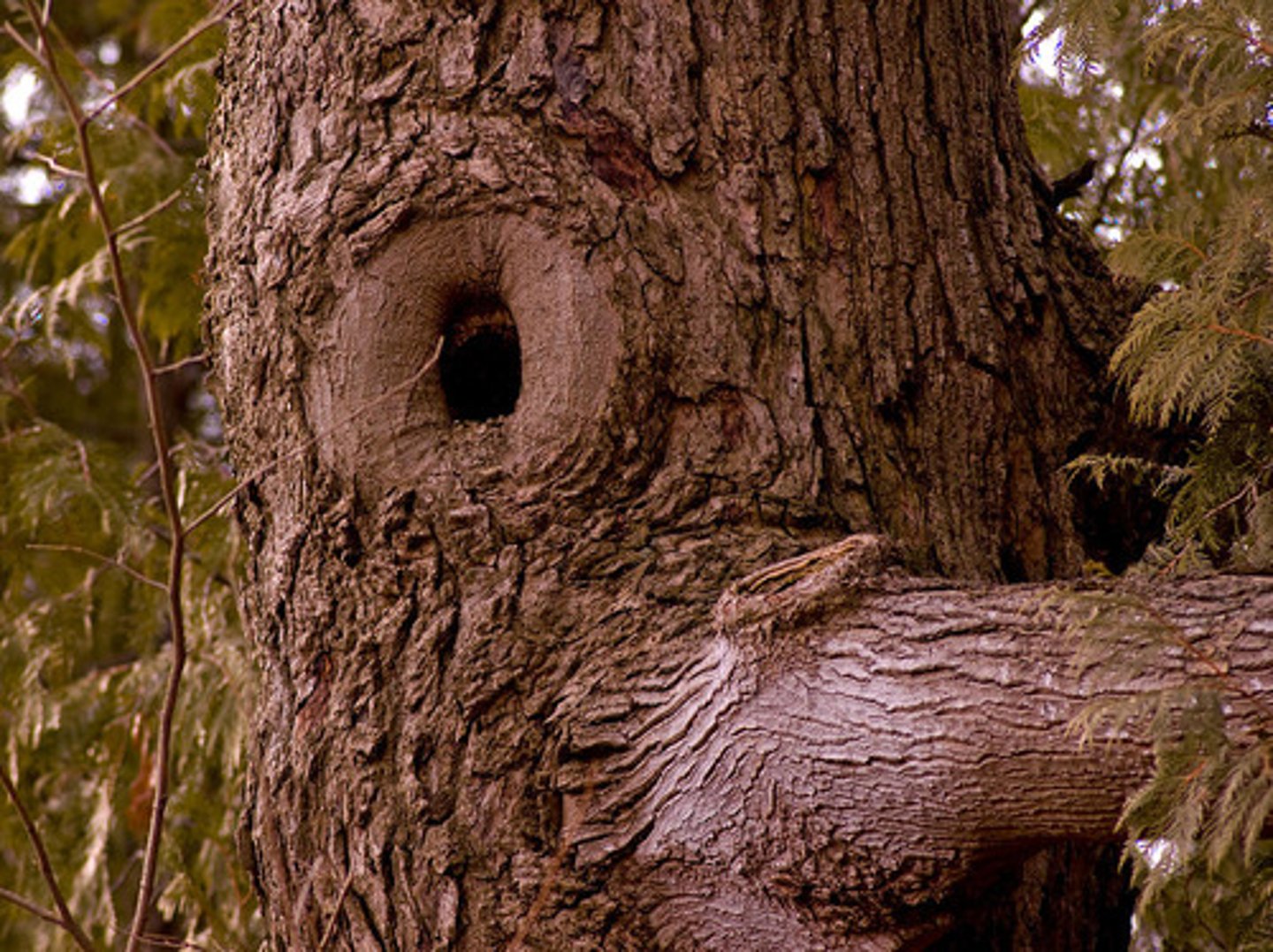 <p>branch is imprisoned/incorporated in the wood as it grew</p><p>- ex: chain in tree becomes included in the tree as it grows, -</p><p>- horse shoe that was hung on a branch becomes embedded in the tree</p>