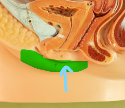 <p>Identify what the highlight/pointed to portion of the model is called.</p>