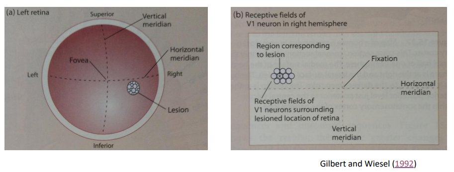 <ul><li><p><strong>Example</strong>: Damage to the retina leads to rapid reorganization of the visual cortex, with surrounding neurons taking over the functions of the damaged area.</p></li><li><p><strong>Implication</strong>: The brain can compensate for sensory loss by reallocating resources.</p></li></ul><p></p>
