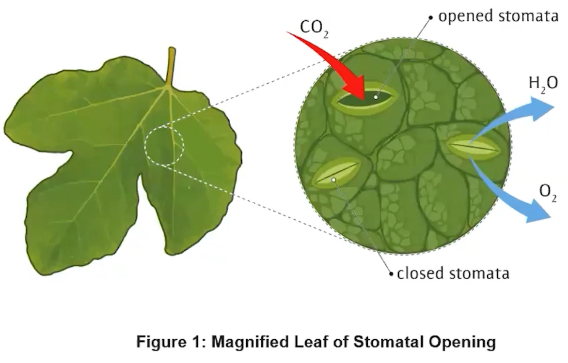 <p><span style="font-family: Arial; font-size: 14.67px;">Stomatal openings</span></p>