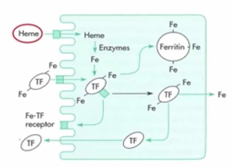 <p>across the luminal membrane of the <em>small intestine</em> by <strong>endocytosis</strong> → digested by lysosomal enzymes → released iron complexes with <em>apoferritin</em> to form <strong>ferritin</strong> within the epithelial cells </p>