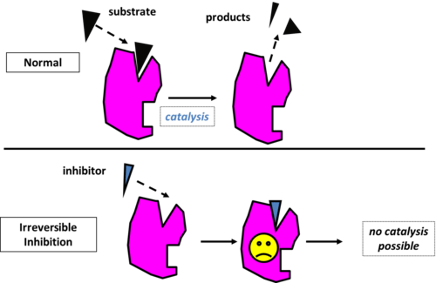 <p>When an enzyme inhibitor that covalently binds to the amino acid side chain at the active site of an enzyme it is called _______________</p>
