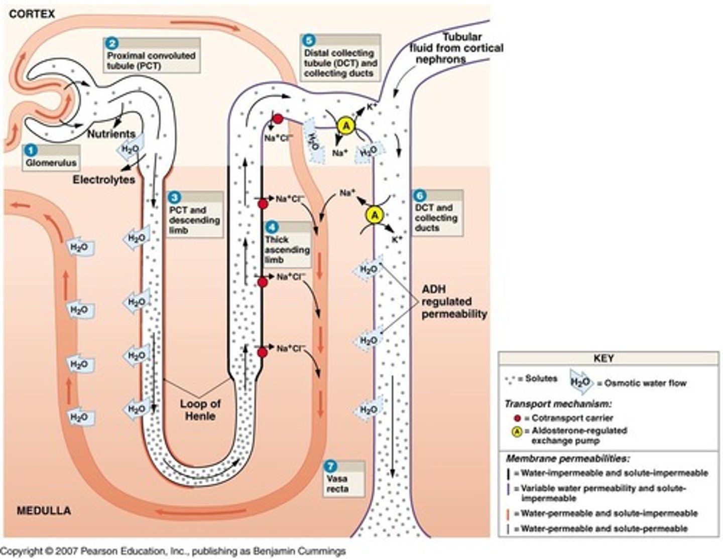 <p>Blood pressure forces fluid and dissolved substances across the endothelial wall of glomerular capillaries into the capsular space.</p>
