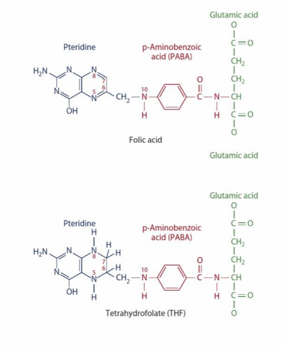 <p>Folate (Vitamin B9) sources</p>