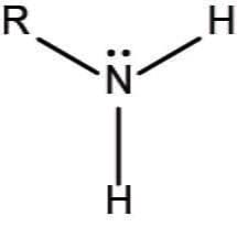 <p>NH2, functional group that can accept a proton (H+) from a solution, becoming positively charged (NH3+); basic, classified based on R groups, polar, can form H+ bonds, water soluble, high BP and MP</p>
