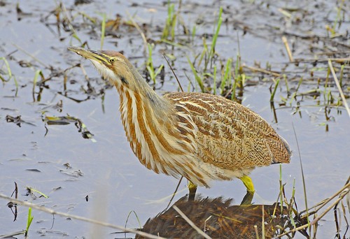 <p>Order: Ciconiiformes Family: Ardeidae</p>