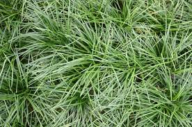 <p>Mondo Grass </p>