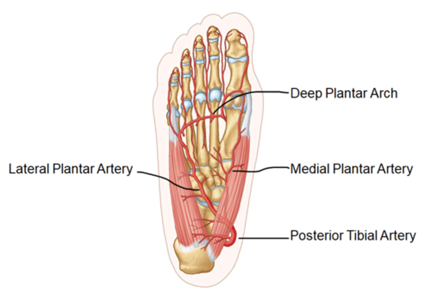 <p>- Enters via the posterior tibial artery</p><p>- Curves under the medial calcaneus</p><p>- Bifuractes into medial and lateral plantar artery</p><p>- Deep planter arch, Deep planter artery</p><p>- Supplies: plantar surface of the foot and digits</p>