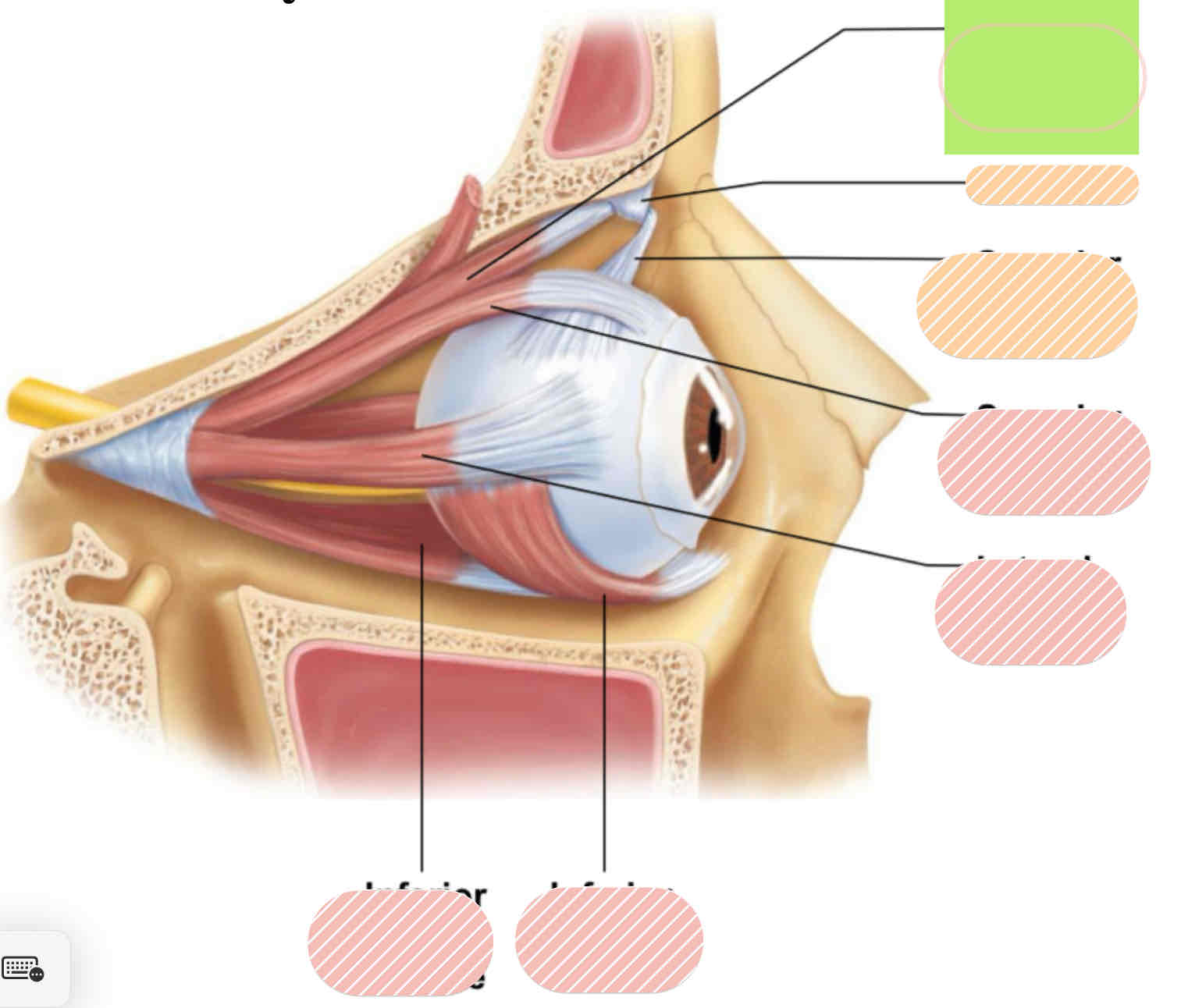 <p>Extrinsic eye muscles</p>