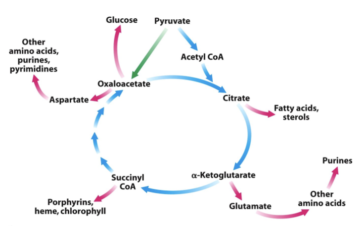 <p>What is described by the following points:</p><ul><li><p>Supplies precursors for the synthesis of other compounds (<strong>catabolic</strong>; cataplerotic reaction)</p><ul><li><p>Intermediates are precursors of other molecules</p></li></ul></li><li><p>Intermediates can be replenished (<strong>anabolic</strong>; anaplerotic reaction)</p><ul><li><p>Mammals lack the enzymes for the net conversion of acetyl-CoA → oxaloacetate or any other CAC intermediates</p><ul><li><p>Oxaloacetate is formed by the carboxylation of pyruvate</p></li></ul></li></ul></li></ul><p></p>