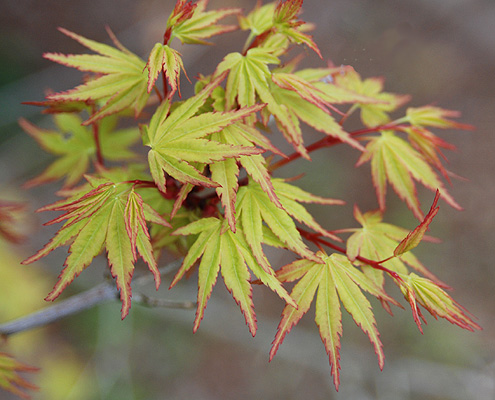 <p><span>Japanese maple is grown for its green or red colored leaves, interesting growth habit and fine leaf texture.</span></p>