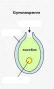 Be able to identify the micropyle
