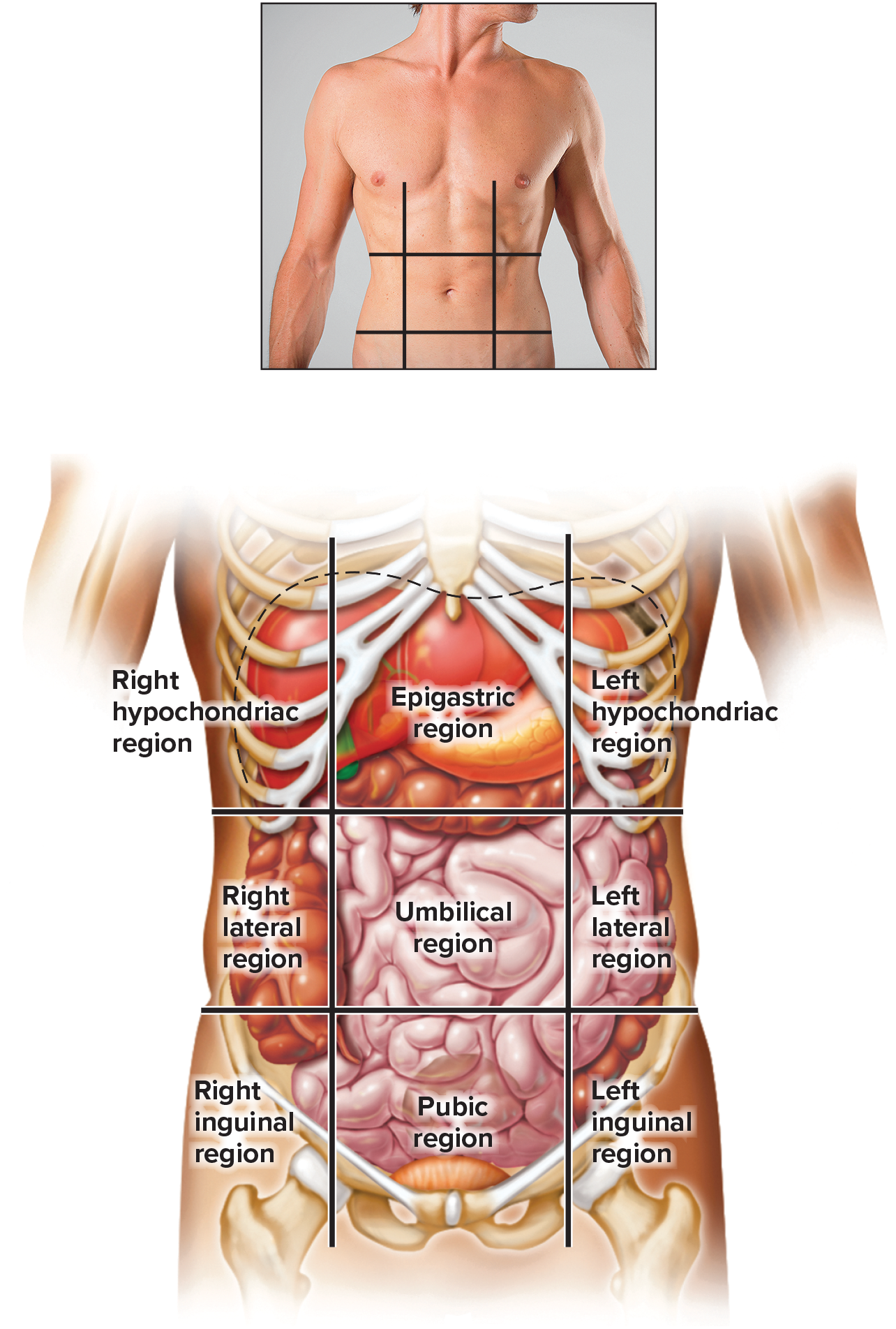 knowt flashcard image