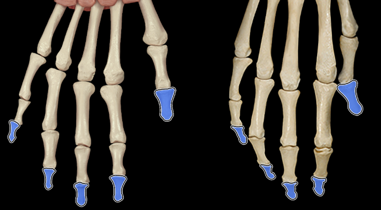 <p>Distal phalanges of fingers</p>